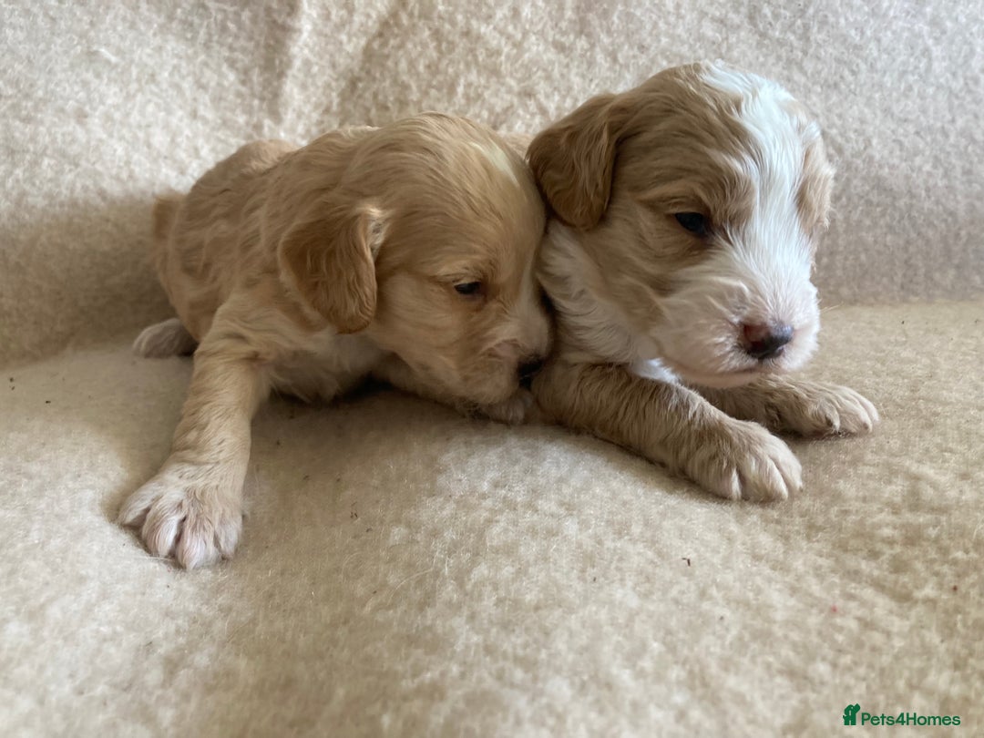 Cockapoo dogs for sale: F1 cockapoos - Advert 8