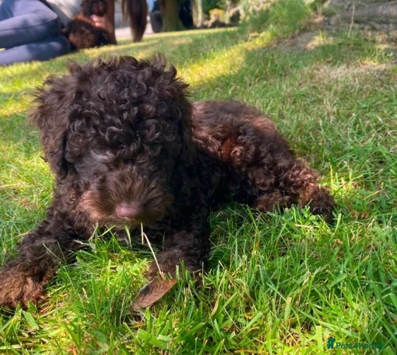 Mixed Breed dogs ADORABLE F1BB GOLDENDOODLE PUPPIES - Advert 1