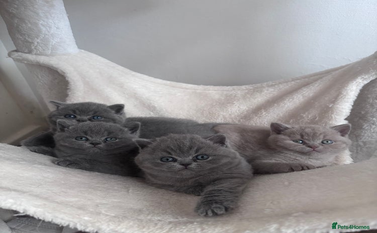 British Shorthair cats - Advert 2