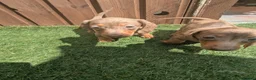 Miniature Dachshund dogs for sale: Mini dachshund  - Advert 6