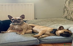 French Bulldog dogs for sale: REDUCED Frenchie pup's Home Raised with Love 💘 - Image 11