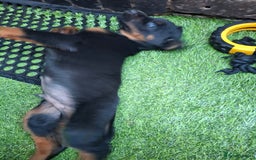 Dobermann dogs for sale: Rottweiler/Doberman  - Image 2