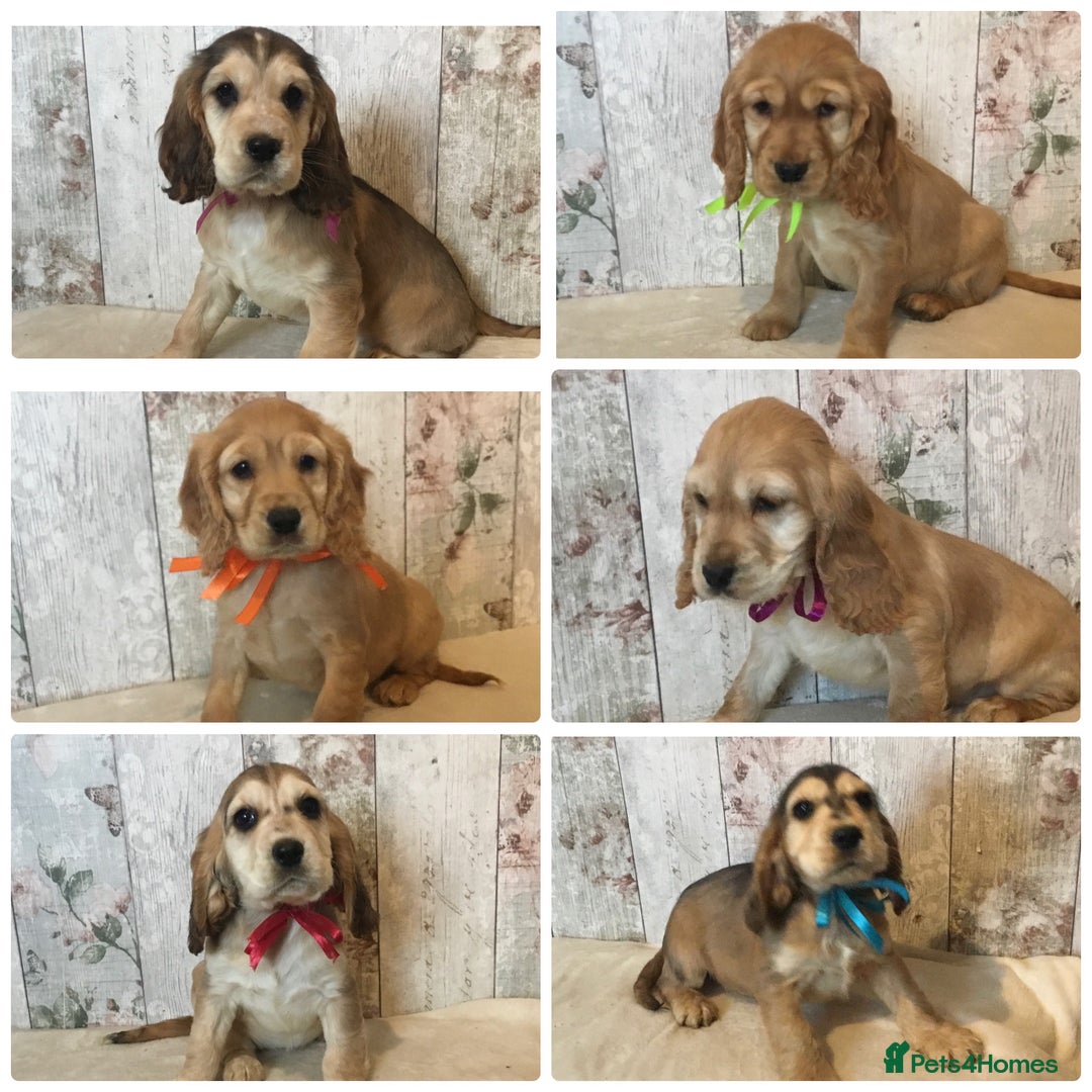 Mixed Breed dogs for sale: Adorable/ Social/Confident Cockalier pups - Advert 1