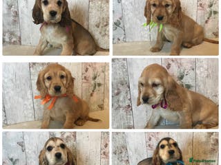 Mixed Breed dogs Adorable/ Social/Confident Cockalier pups - Advert 12