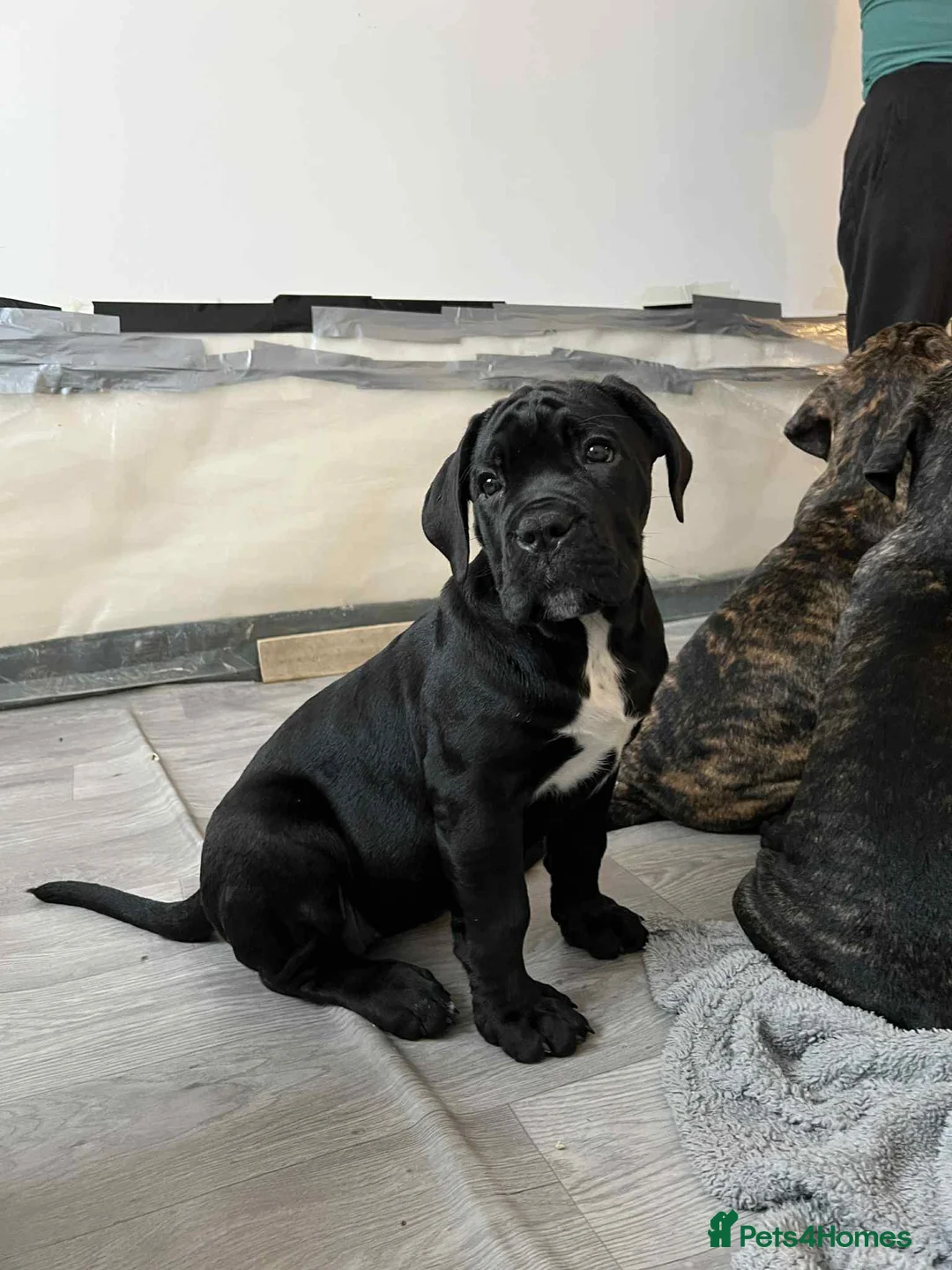 Cane Corso dogs for sale: Yuki x Aries Russian champ bloodline Puppies - Advert 12