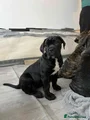 Cane Corso Puppy Light Green