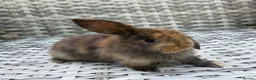 Mini Lop rabbits for sale: Pure bred mini lops - Advert 35