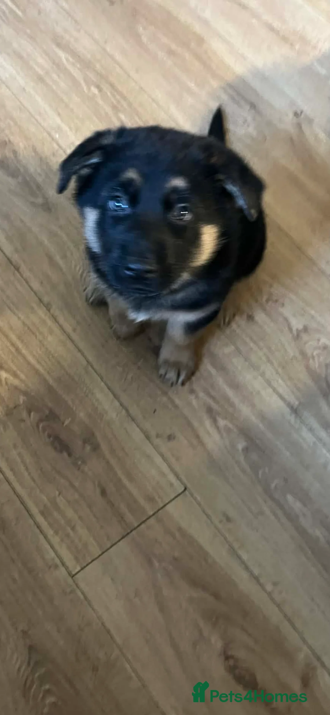 German Shepherd dogs for stud: ⭐️ Health tested, Proven, KC reg GSD ⭐️  - Advert 13