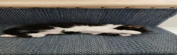 Mixed Breed cats for sale: Adorable cute kitten  - Advert 20