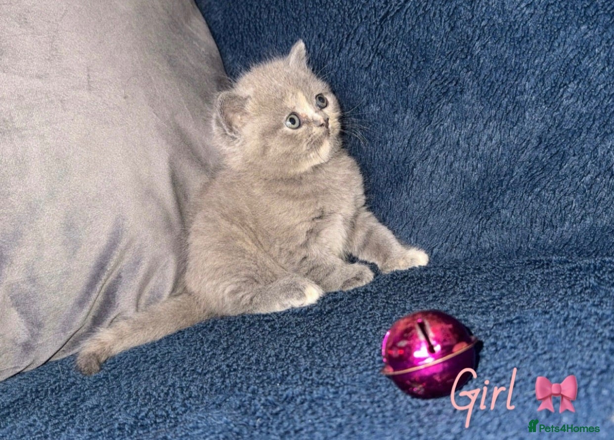 British Shorthair cats GCCF REGISTERED BRITISH SHORTHAIRS - Advert 1