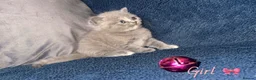 British Shorthair cats for sale: GCCF REGISTERED BRITISH SHORTHAIRS - Advert 4