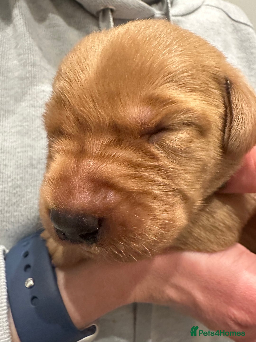 Labrador Retriever dogs for sale: Beautiful Labrador Retriever puppies - Image 14
