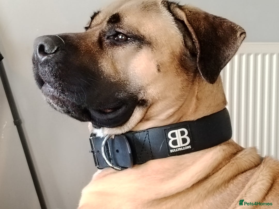 Mixed Breed dogs for sale: Selling my English mastiff cross cane corso - Image 2