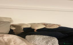 Rat rodents for sale: Rats and Cage - Image 11