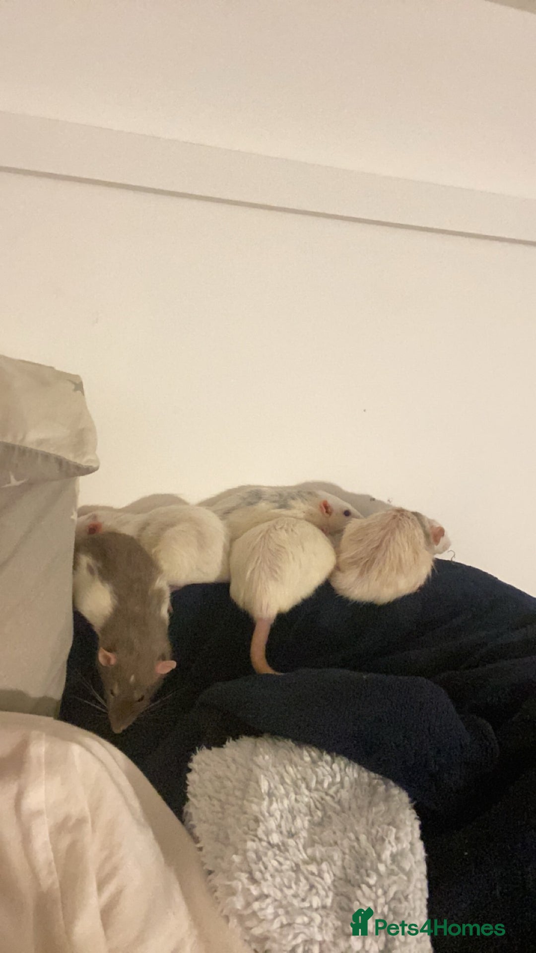 Rat rodents for sale: Rats and Cage - Image 11