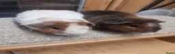 Guinea Pig rodents for sale: Guinea pigs Teddy boars available  - Advert 4