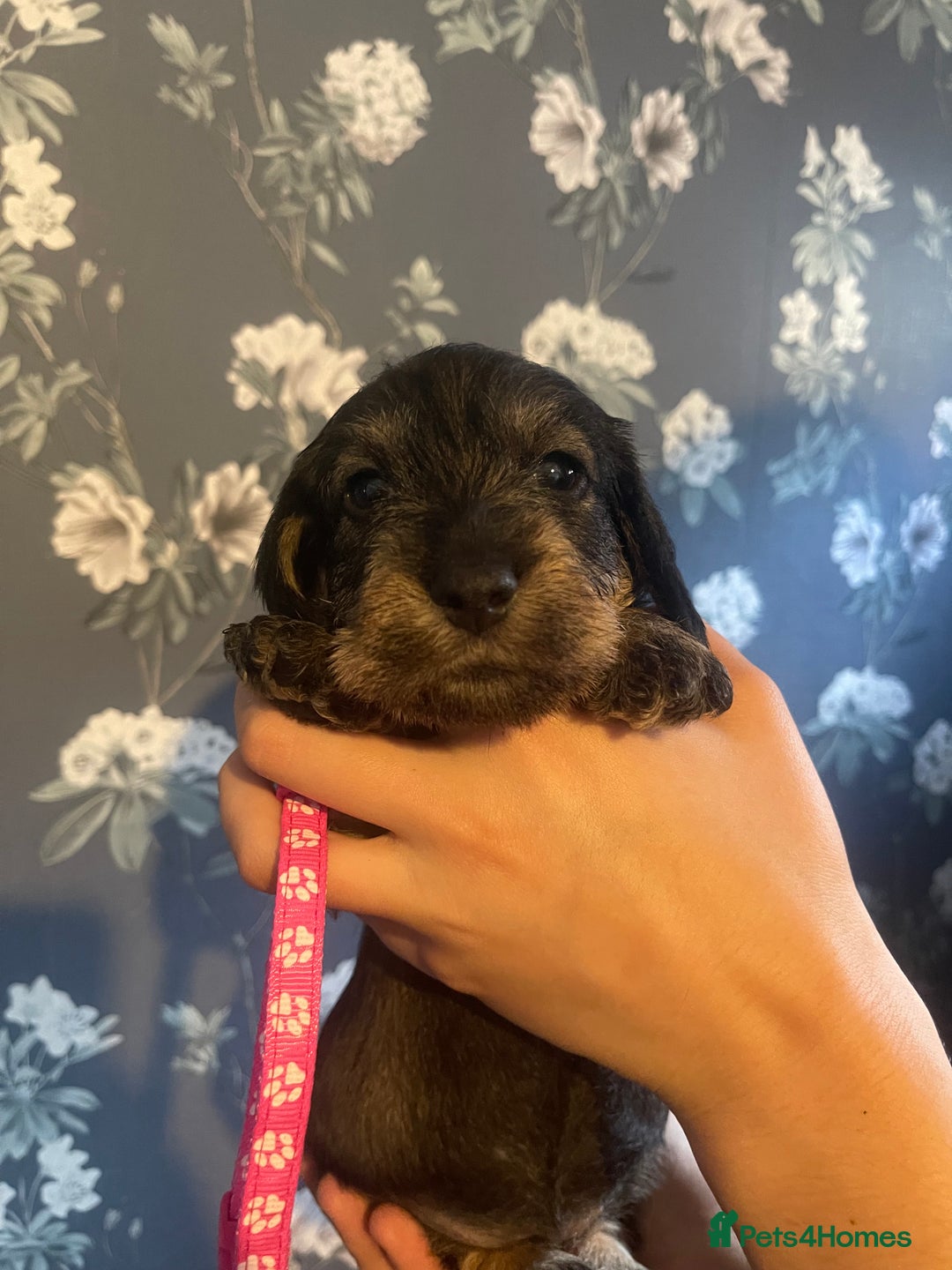 Dachshund dogs for sale: Kc registered standard wirehaired dachshund  - Image 12