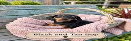 Miniature Dachshund dogs for sale: Miniature Dachshund Boys and Girl - Advert 12