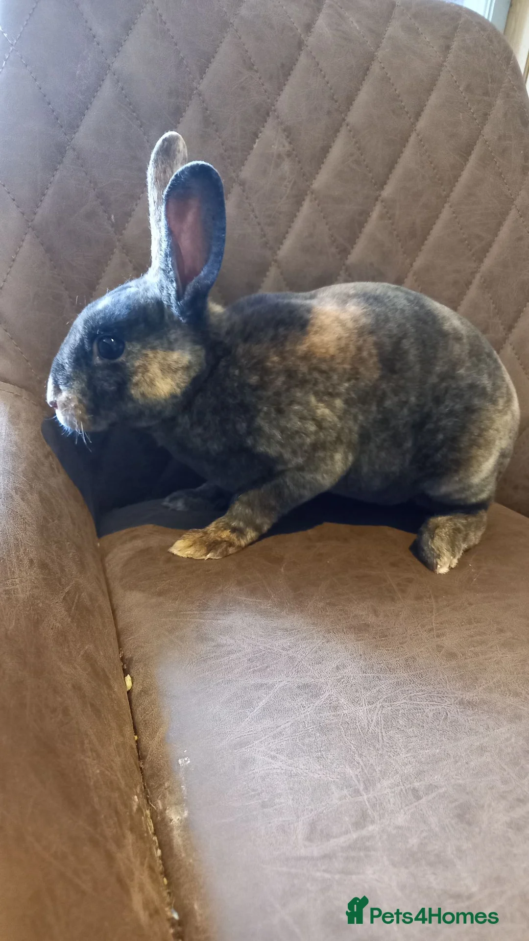 Rex rabbits for sale: Rex male rabbit for sale  - Advert 4