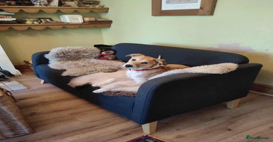 Mixed Breed dogs - Advert 13