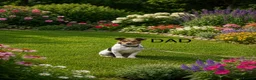 Mixed Breed dogs for sale: Tiny maltase+Jack Russell puppy’s  - Advert 8