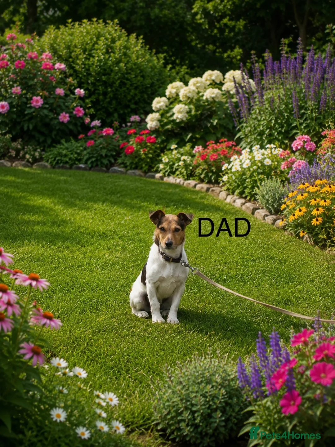 Mixed Breed dogs for sale: Tiny maltase+Jack Russell puppy’s  - Advert 8