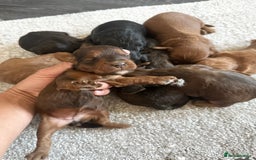 Cockapoo dogs for sale: Adorable Cockapoos looking for forever homes - Image 36