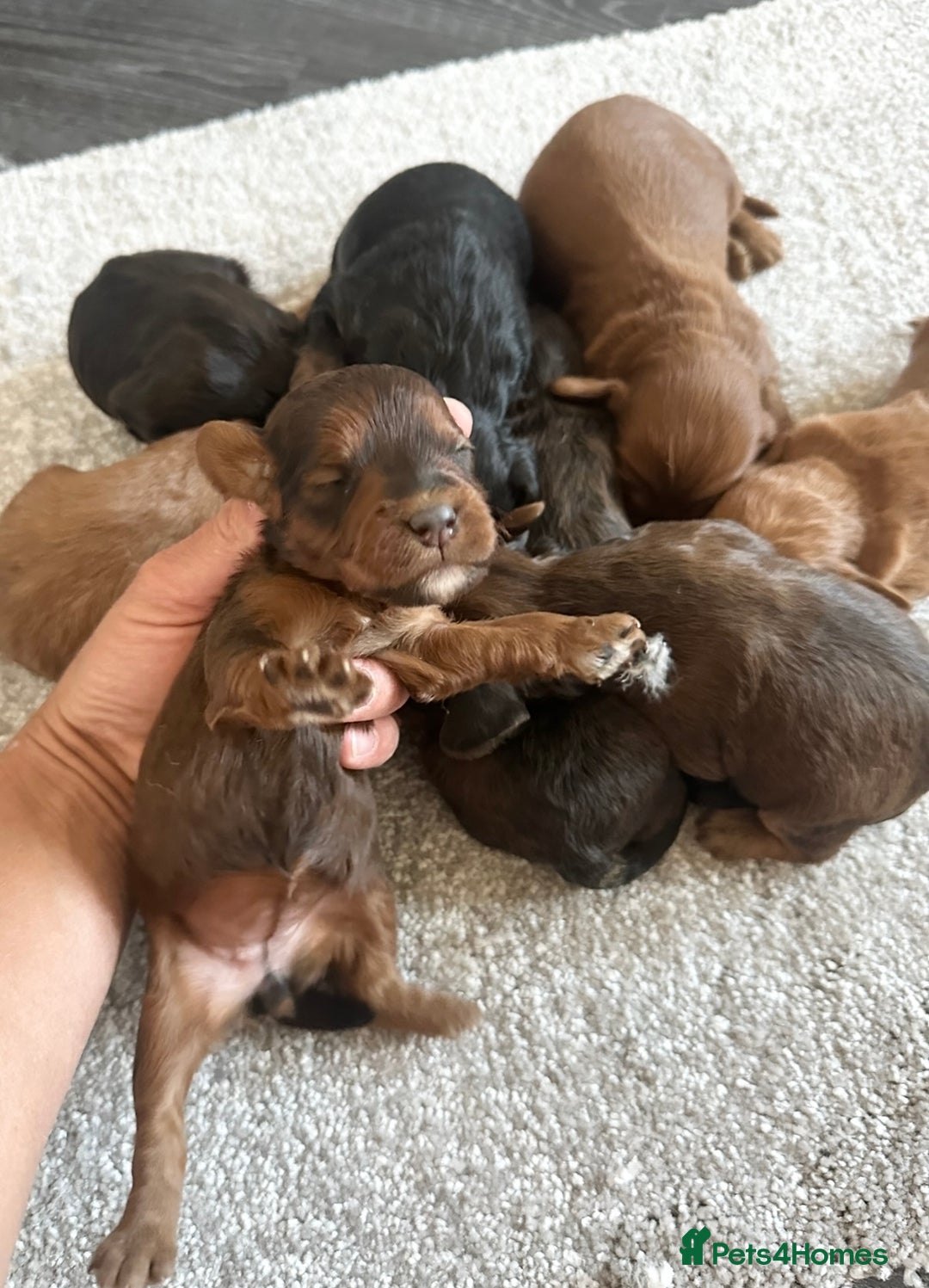 Cockapoo dogs for sale: Adorable Cockapoos looking for forever homes - Image 36