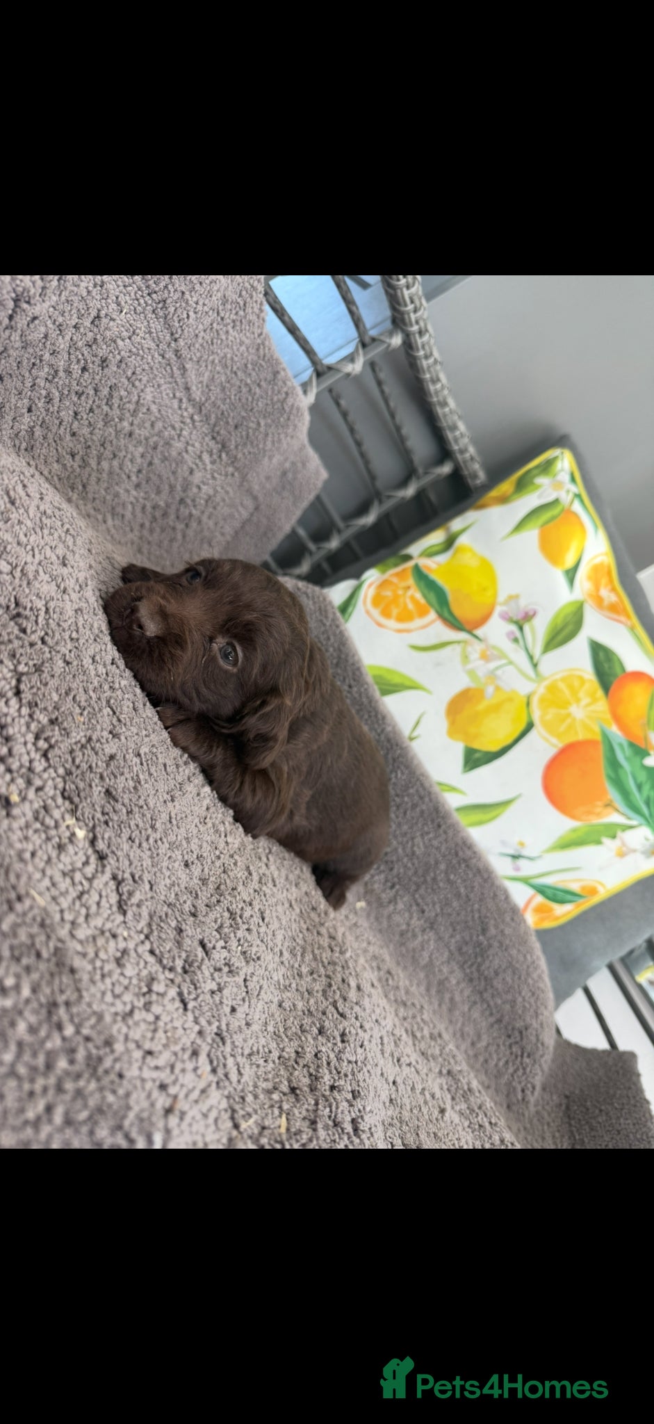 Cocker Spaniel dogs Working Cocker spaniel puppies  - Advert 2