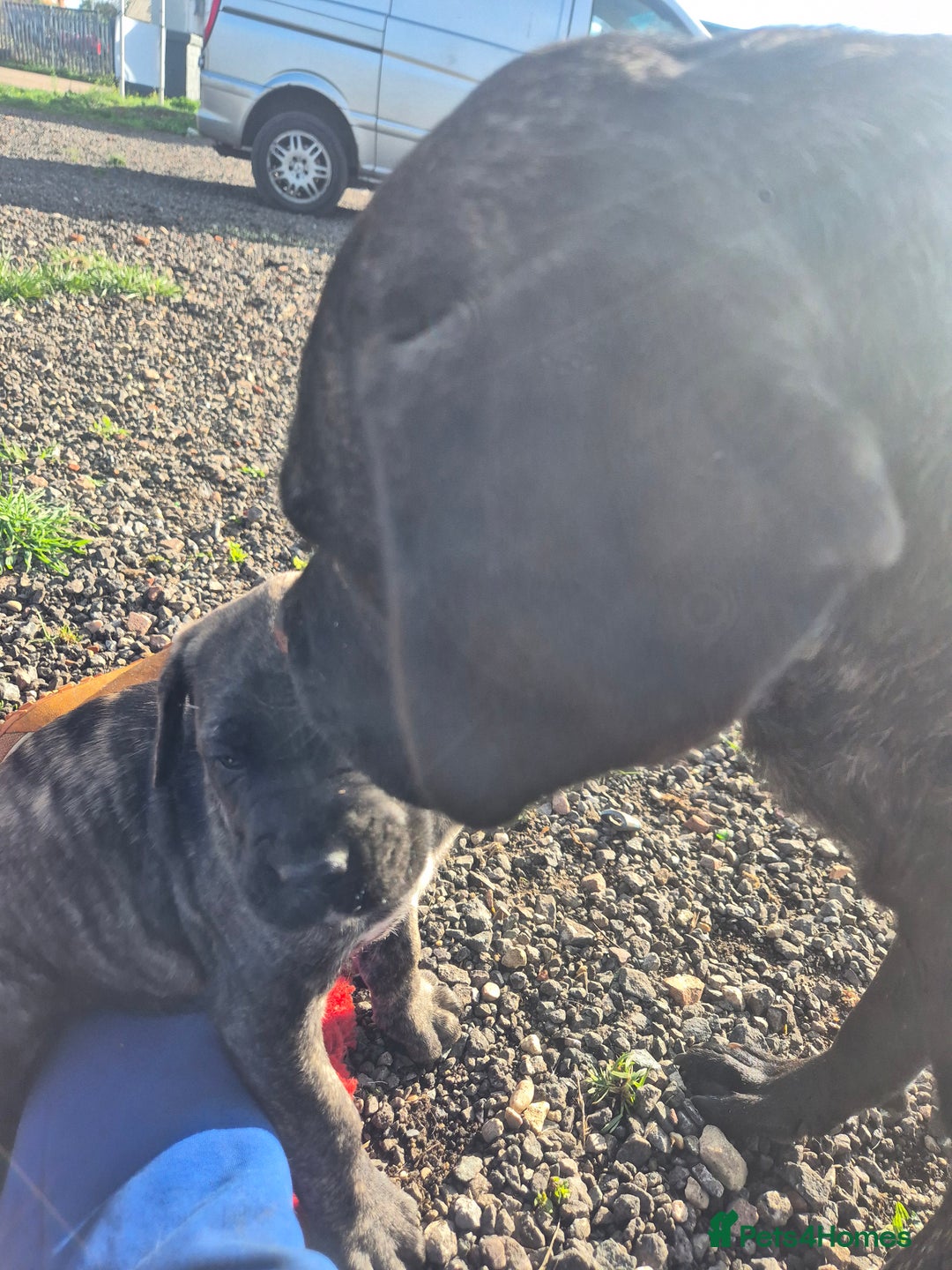 Cane Corso dogs for sale: Class Corsos  - Advert 5