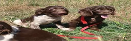 English Springer Spaniel dogs for sale: LeeLee - Advert 11