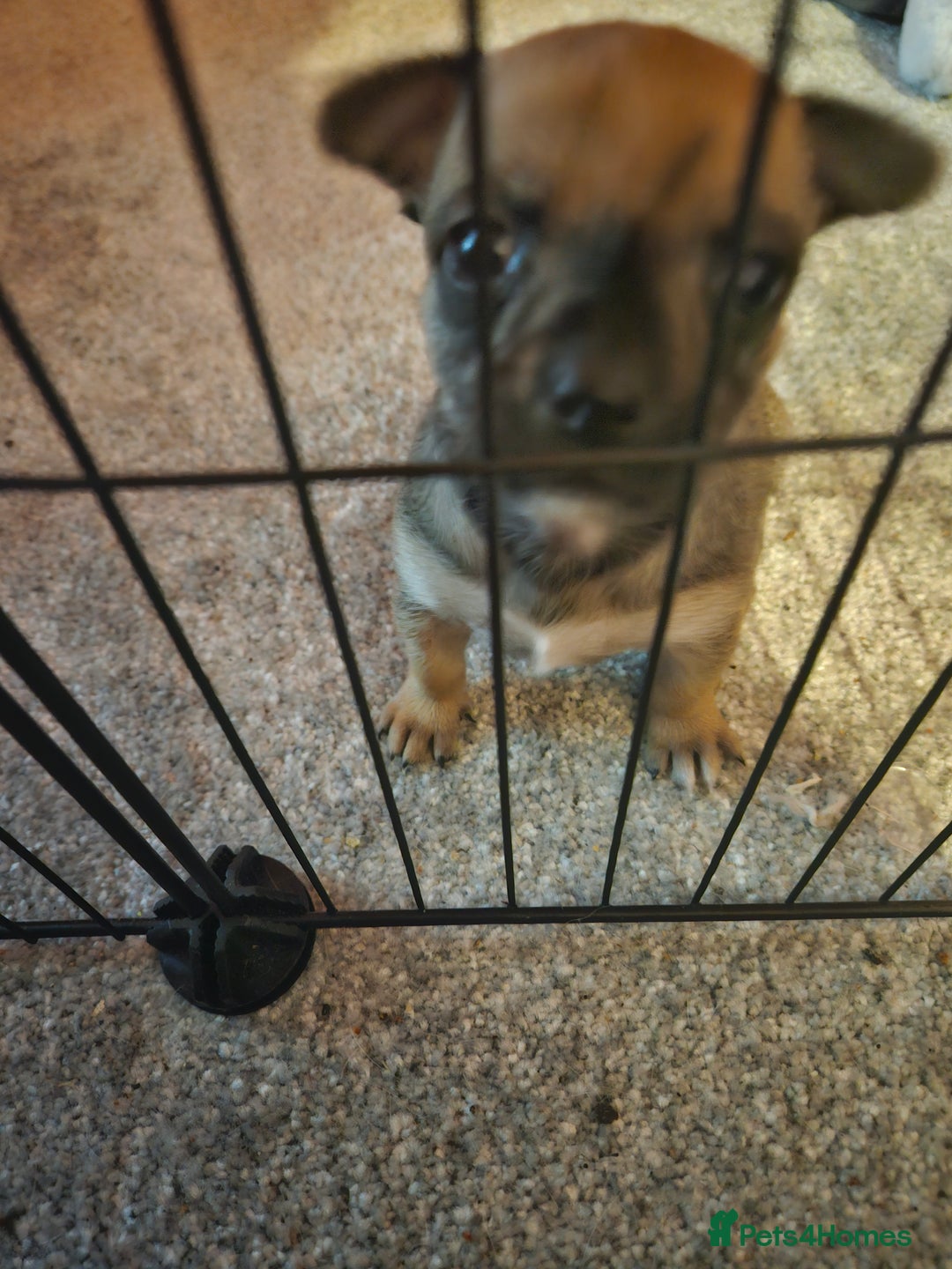 Chihuahua dogs for sale: 2x 13 old week beautiful Chihuahua Pups for sale  - Advert 29