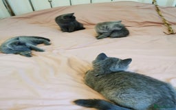 British Shorthair cats for sale: REDUCED LAST 4 REMAINING! TICA BRITISH SHORTHAIRS - Image 18