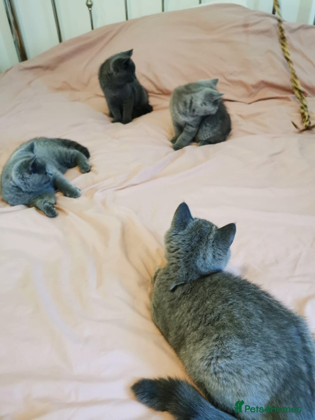 British Shorthair cats for sale: REDUCED LAST 4 REMAINING! TICA BRITISH SHORTHAIRS - Image 18