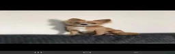 Chihuahua dogs for sale: Ready to love, gorgeous chihuahua puppies - Advert 3