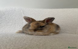 Mini Lop rabbits for sale: Mini lop cross Netherland dwarf  - Image 10