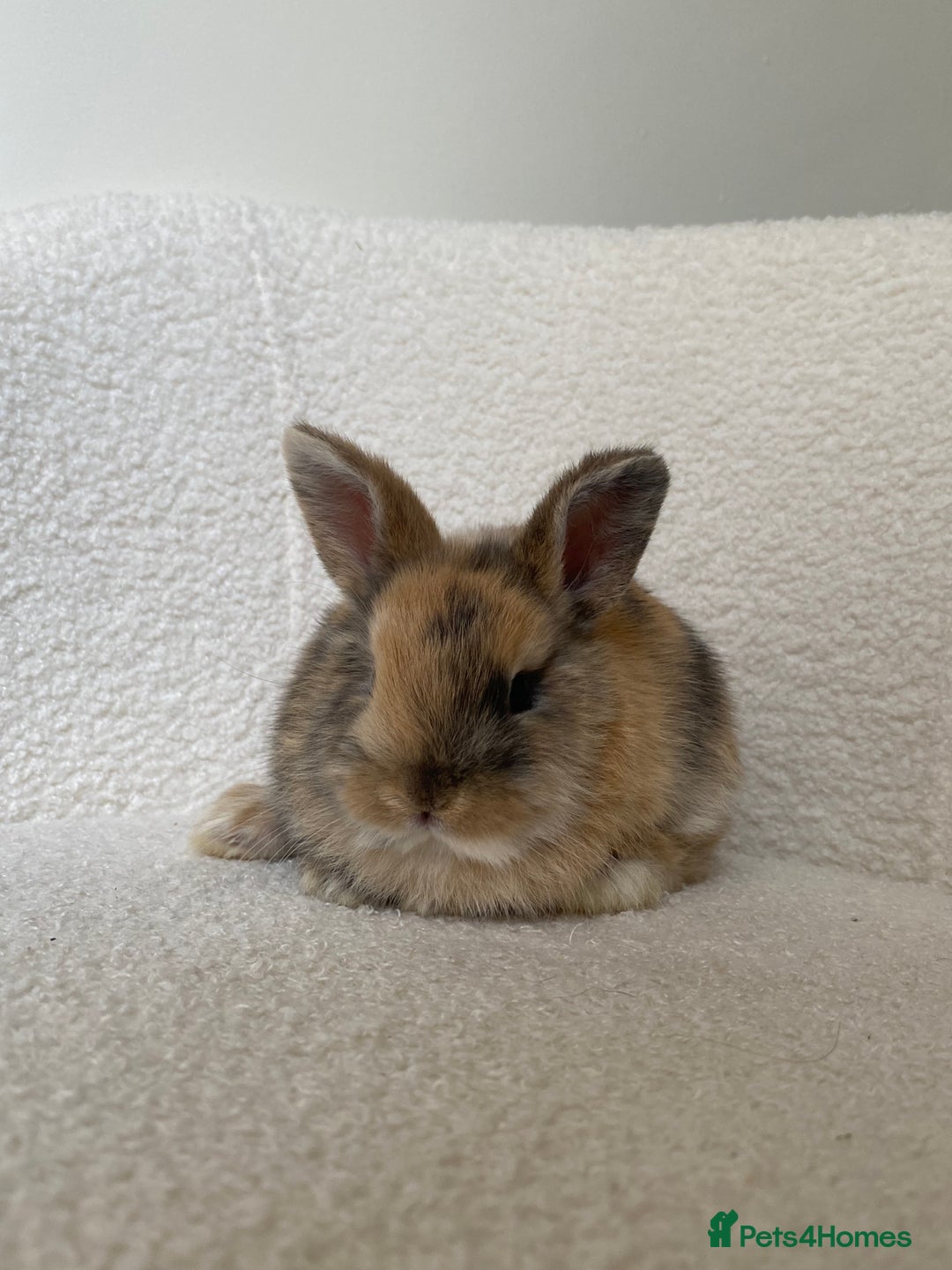 Mini Lop rabbits for sale: Mini lop cross Netherland dwarf  - Image 10