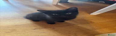 British Shorthair 1
