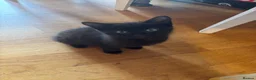British Shorthair cats for sale: 2 lovely kittens for sale  - Advert 3