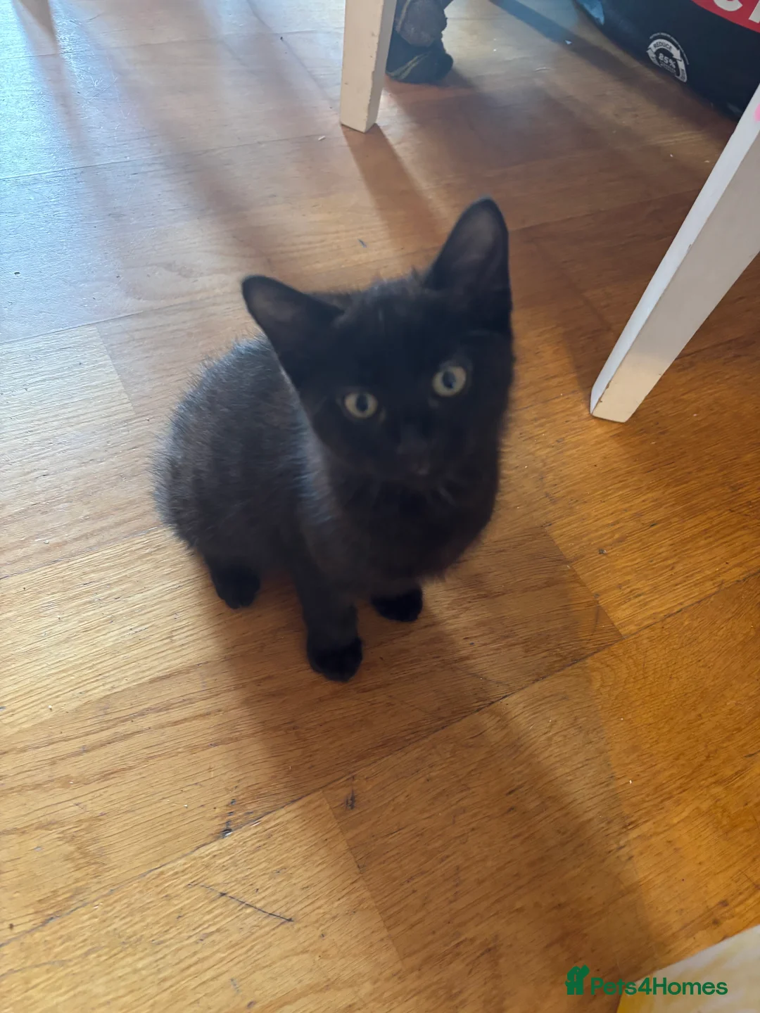 British Shorthair cats for sale: 2 lovely kittens for sale  - Advert 3