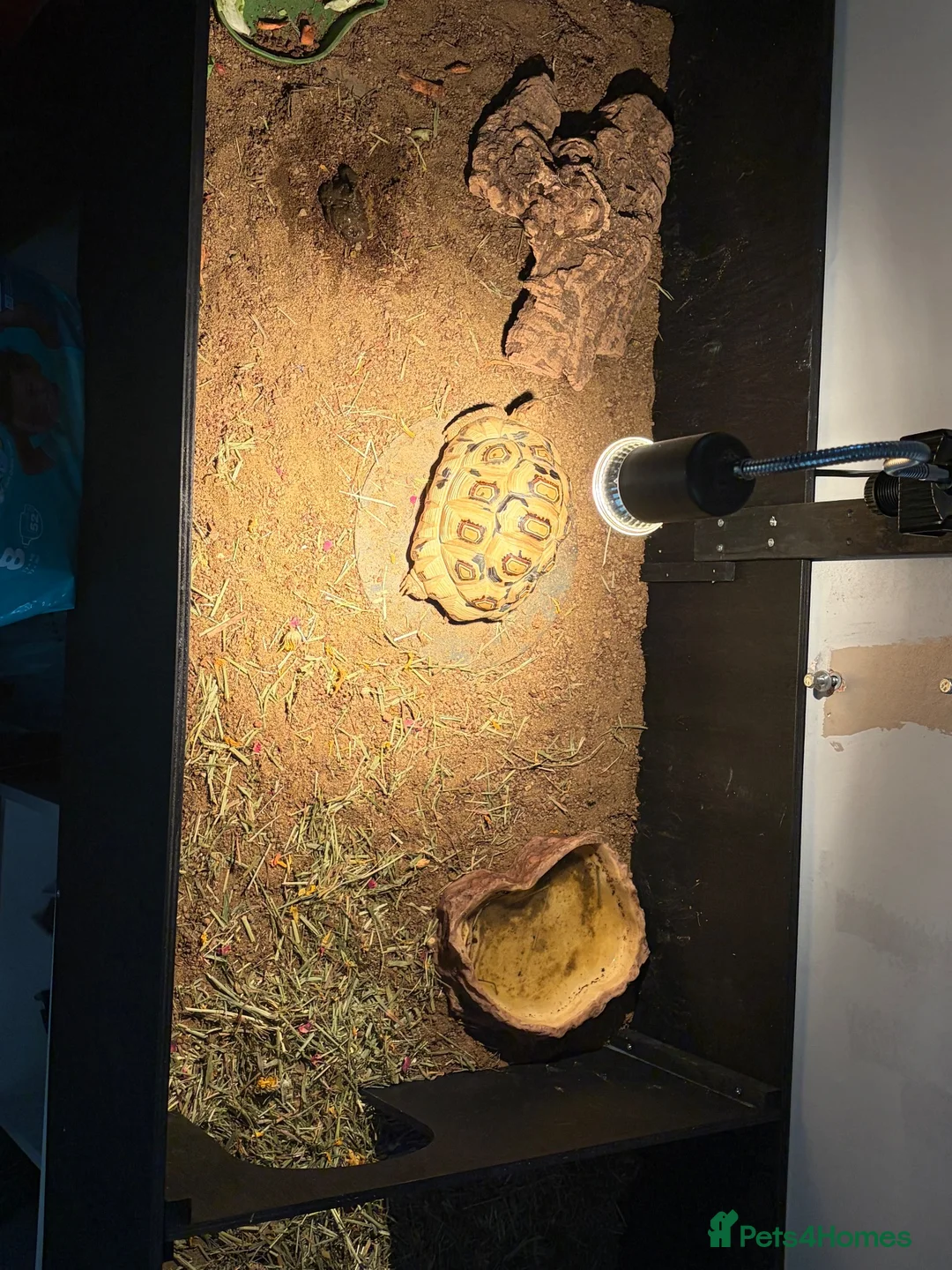 Tortoise reptiles for sale: Leopard tortoice in Middlesbrough - Advert 2