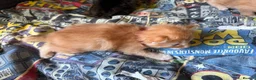 Mixed Breed cats for sale: 2 ginger boys and 2 tabby girls - Advert 7