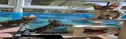 Bengal cats for sale: ❤️ Gorgeous Pure Bengal Babies! ❤️ - Advert 28