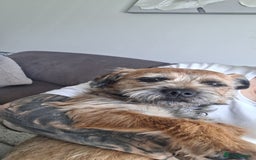 Border Terrier dogs for sale: Border terrier bitch - Image 2