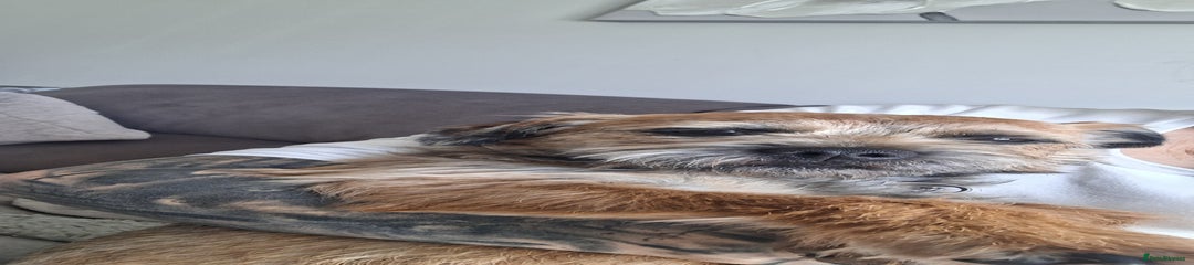 Border Terrier Puppy 1