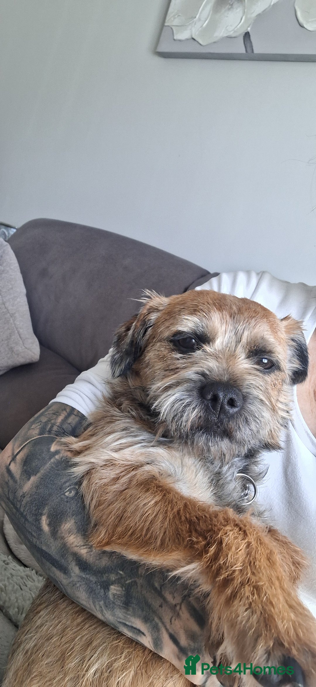 Border Terrier dogs for sale: Border terrier bitch - Image 2