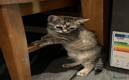 Mixed Breed cats for sale: Half bengal / tabby’s  - Image 6