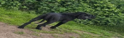 Mixed Breed dogs for sale: Cane corso x presa canario in Birkenhead - Advert 11
