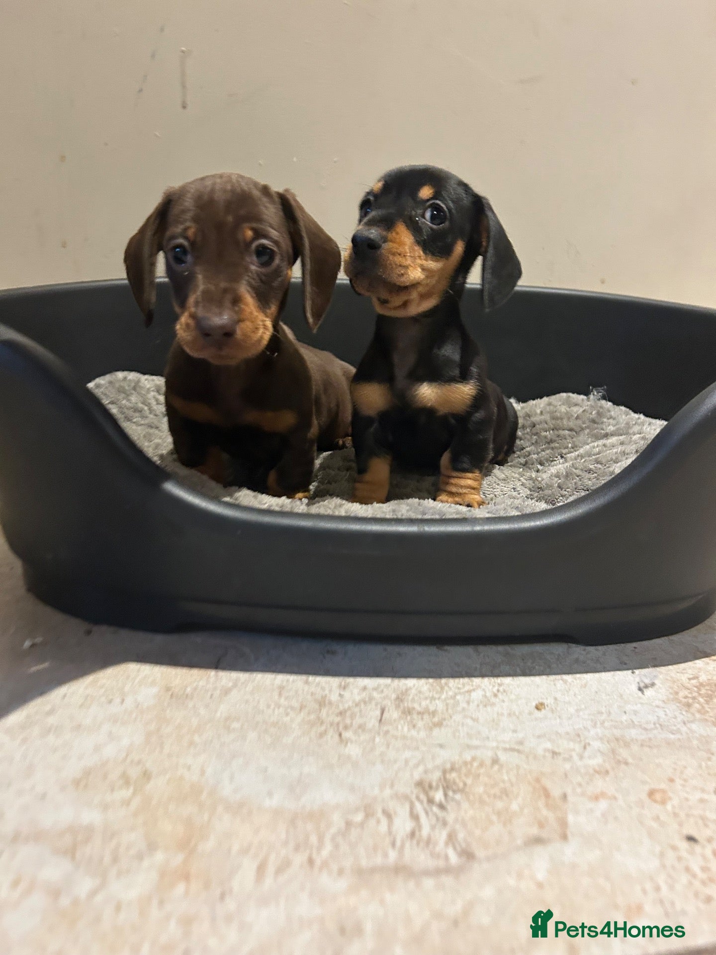 Miniature Dachshund dogs AVAILABLE THIS WEEKEND- Dachshund Puppies - Advert 2