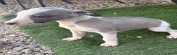 Whippet dogs for sale: Beautiful whippet puppies  - Advert 10